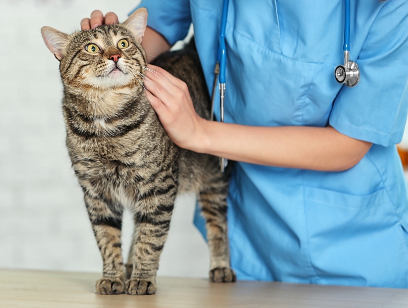 Veterinary Jobs in Lake Oswego