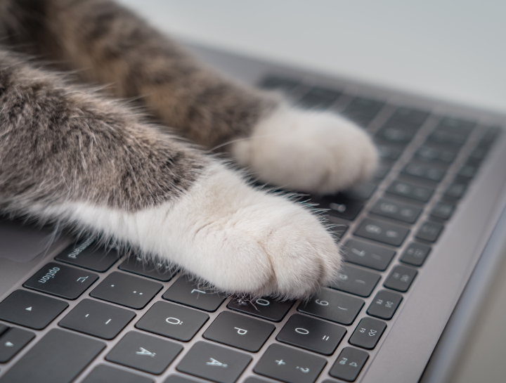 Health Certificate Questionnaire