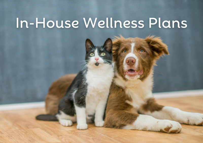 Carousel Slide 1: Ask your vet about a custom wellness plan!